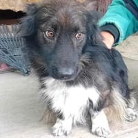 Charmanter Bobi sucht Familie, Hund zur Adoption