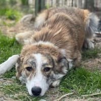 Hübsche Coccinelle sucht Familie, Hündin zur Adoption