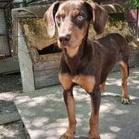 Nikol, möchte gerne reisen, Hund zur Adoption