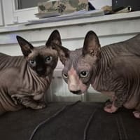 Sphynx-Kater verschmust suchen Happyend, Kater zur Adoption