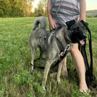 Wer möchte Lotta ein Zuhause schenken?, Hündin zur Adoption