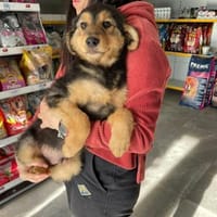 💙Butz💙 sucht seine Familie💙, Hund zur Adoption