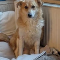 Unsere liebe Titos sucht ihr Glück, Hündin zur Adoption