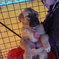 Timmysucht sein großes Glück, Hund zur Adoption