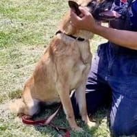 Herz in NOT = RUBY 🆘‼🆘‼, Hündin zur Adoption