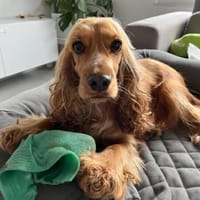 ‼OTTO benötigt Sicherheit ‼🆘‼🆘, Hund zur Adoption