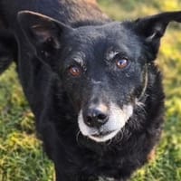 NELLA sucht Zuhause, Hündin zur Adoption