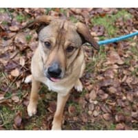 Tali  wartet in 56379 Oberwies, Hündin zur Adoption