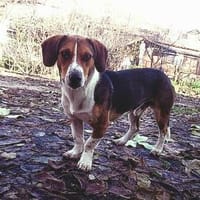 ❤Alfonso hat ein Herz aus Gold..., Hund zur Adoption