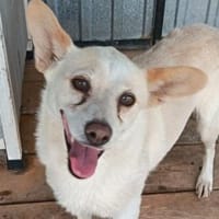 Dixi sucht Körchen für immer, Hündin zur Adoption