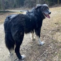 Wer schenkt Angelo ein Zuhause?, Hund zur Adoption