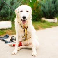 Hallo, ich bin Bahar & suche ein Zuhause, Hündin zur Adoption