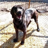 Negro ist ein Aussetzungsopfer, Hund zur Adoption