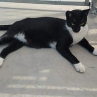 Lebhafter, sozialer Kater Theo, Kater zur Adoption