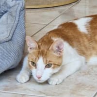 Freundlicher, junger Kater Mäx, Kater zur Adoption