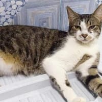 Gypsy wartet auf deine Anfrage, Katze zur Adoption