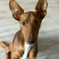 Rufo sucht eine Familie zum Liebhaben, Hund zur Adoption