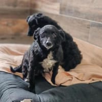 💕Mara💕 sucht ihre Menschen 💕🐾💕, Hündin zur Adoption