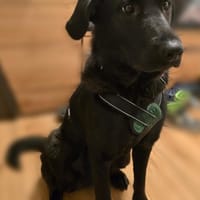 Hazel sucht ihre Menschen..., Hündin zur Adoption