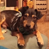 Shane - Charmeur sucht seine Menschen, Hund zur Adoption