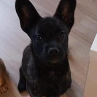 Die kleine Peaches sucht ihr Zuhause, Hündin zur Adoption