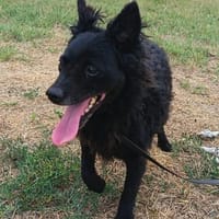 Liebenswerte Dama sucht euch, Hündin zur Adoption