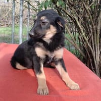Jano sucht sein großes Glück, Hund zur Adoption