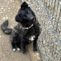 💕Klara💕sucht eine liebe Familie 💕🐾💕, Hündin zur Adoption