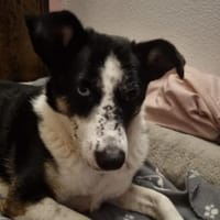 hübsche Mila, Hündin zur Adoption