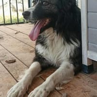 Maci hatte es nicht einfach, Hund zur Adoption