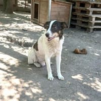 Ruhiger lieber, Körte sucht Familie, Hund zur Adoption