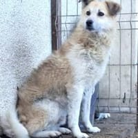 Zeigst du Thanos ein schönes Leben?, Hund zur Adoption