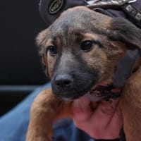 Darf ich vorstellen Prinzessin Sembra, Hündin zur Adoption