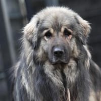 Nero Herdi-Mix sucht erfahrene Menschen, Hund zur Adoption