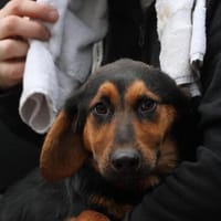 Kimbo möchte sein Herz verschenken..., Hund zur Adoption