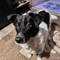 Jolie möchte endlich ankommen, Hündin zur Adoption