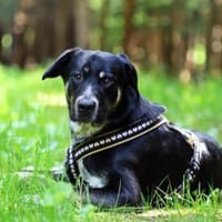 Zera sucht ihre Lieblingsmenschen, Hündin zur Adoption