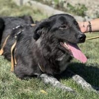 Ivy - voller Energie und Lebensfreude!, Hündin zur Adoption