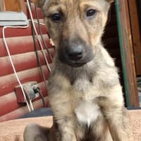 Lotte sucht ein liebevolles Zuhause, Hündin zur Adoption