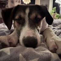 Tobi sucht seine Menschen, Hund zur Adoption