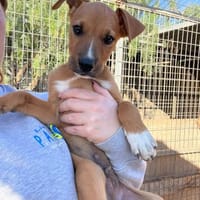 Toffee, Hund zur Adoption