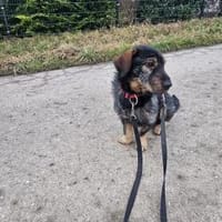 Dackelmix Moses wünscht sich ein Weihnac, Hund zur Adoption