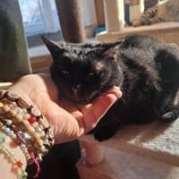 Sehr liebe, blinde Yazz !, Katze zur Adoption