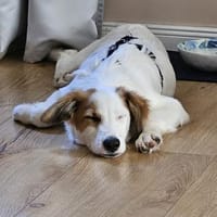 Tonya-jung, klug und regelverliebt, Hündin zur Adoption