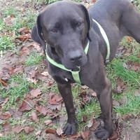 Santal - Lebensfreude pur, Hündin zur Adoption