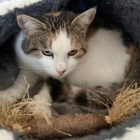 Freigänger Katze Lisa 3,5 Jahre, Katze zur Adoption