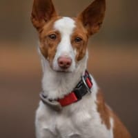 Sanfte Nami wartet in 13509 Berlin, Hündin zur Adoption