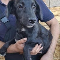 Melody, auf Pflege, Hündin zur Adoption