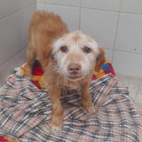Bilbo auf Pflegestelle, Hund zur Adoption