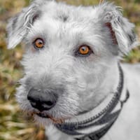 Maja, wie eine große Schneeflocke 🐾, Hündin zur Adoption